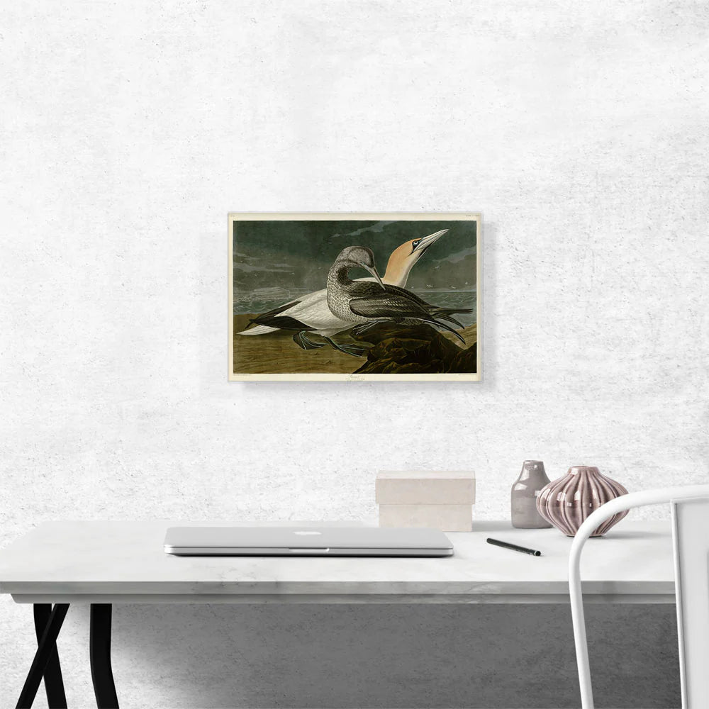 Gannet Gannet