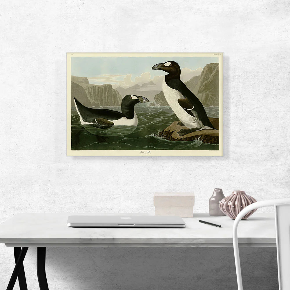 Great Auk - Pinguinus Impennis