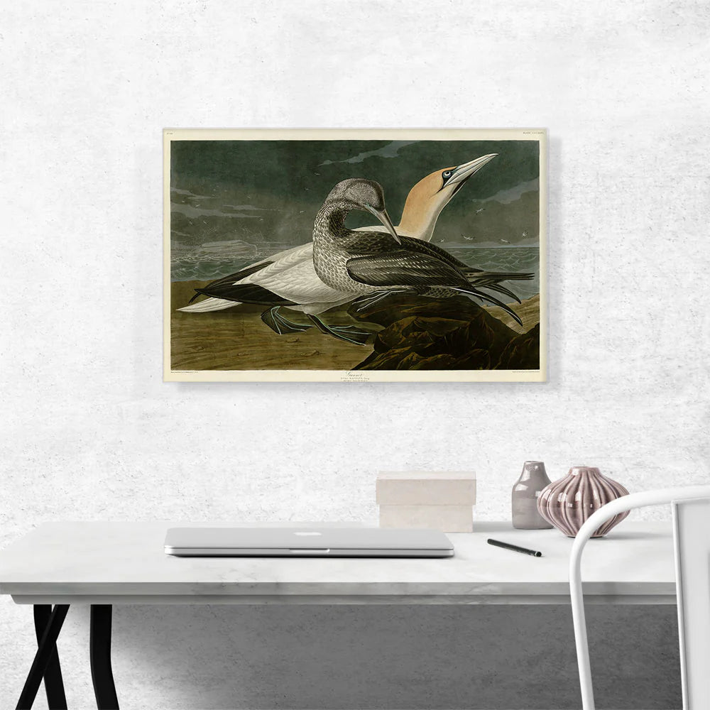 Gannet Gannet