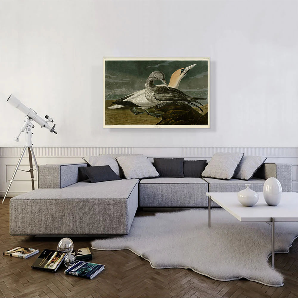 Gannet Gannet