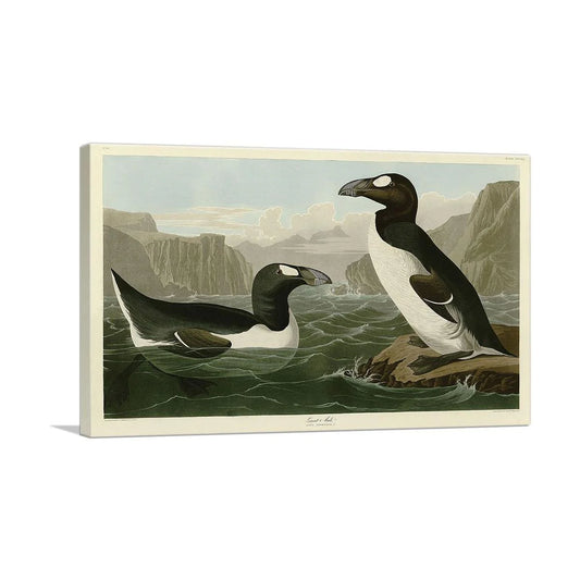 Great Auk - Pinguinus Impennis