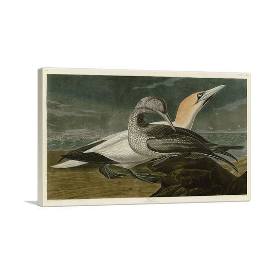 Gannet Gannet